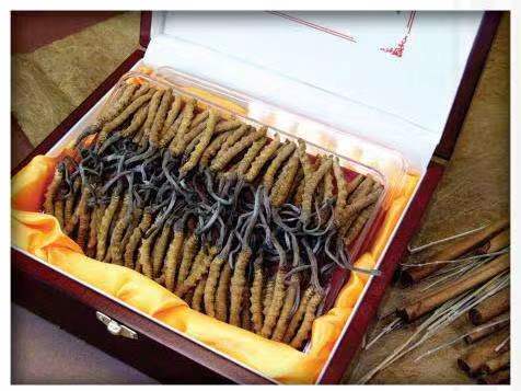 开江冬虫夏草回收